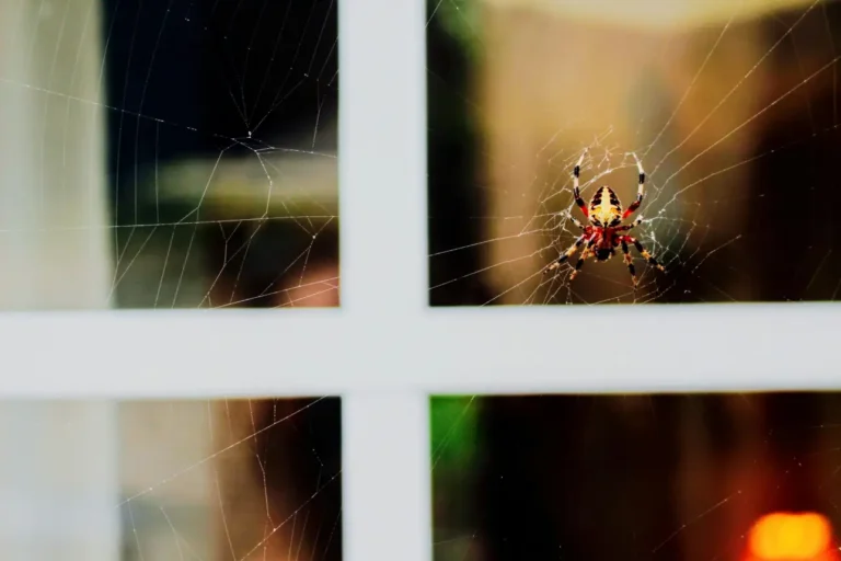 How to Get Rid of Spiders in Basement: A Complete Expert Guide Tips